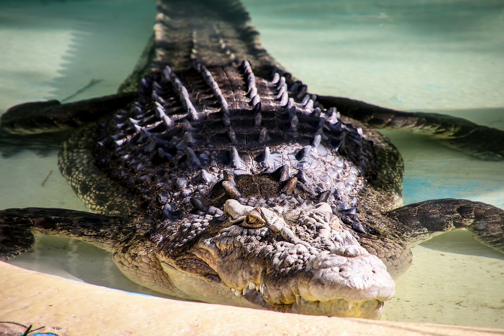 Israel sacrifica mais de 200 crocodilos em fazenda na Cisjordânia ocupada