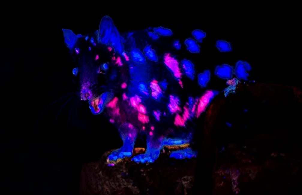 Marsupial ‘fluorescente’ é flagrado em floresta na Tasmânia