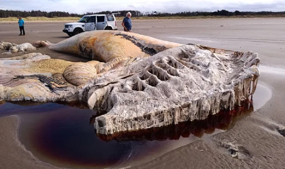 Baleia encontrada no Reino Unido