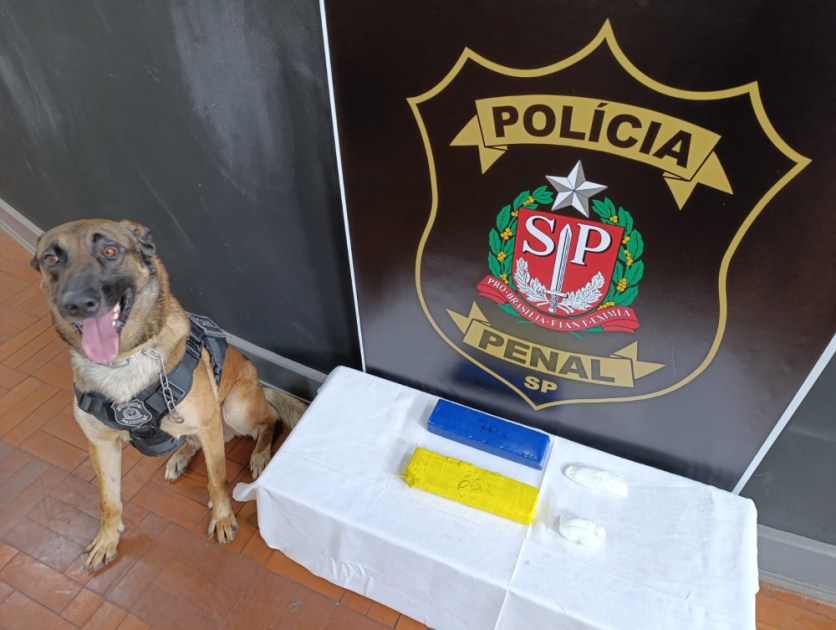 Cachorro da polícia