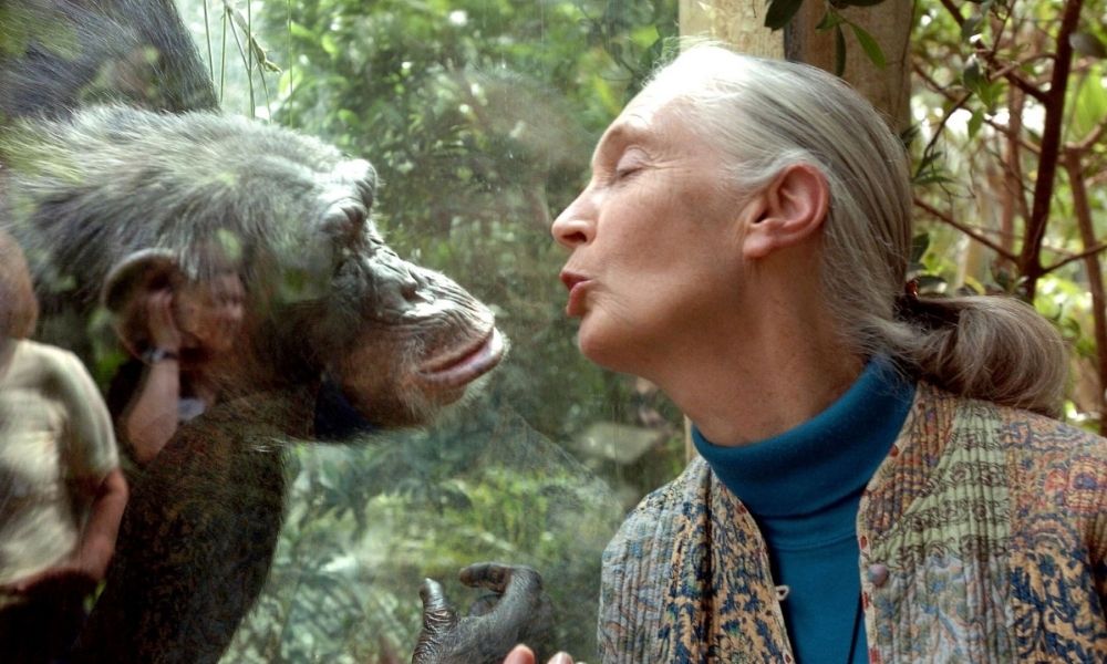Morre Jane Goodall, renomada primatologista que revolucionou o estudo dos chimpanzés