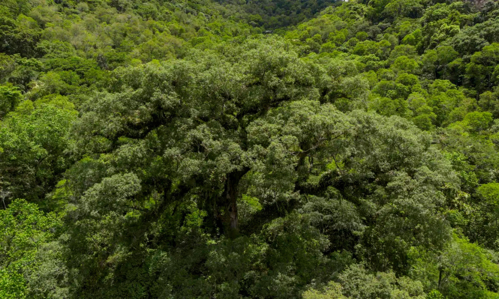 Mata Atlântica perde 2,4 milhões de hectares de floresta nas últimas quatro décadas, segundo levantamento da MapBiomas