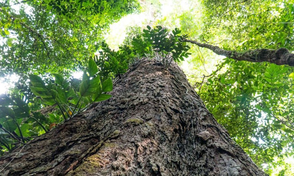 Suíça anuncia doação de R$ 33 milhões para Fundo Amazônia