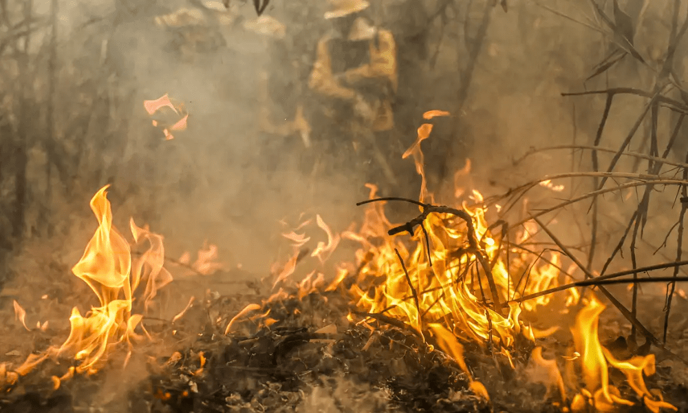 Pantanal é o bioma mais atingido pelo aumento da temperatura no país