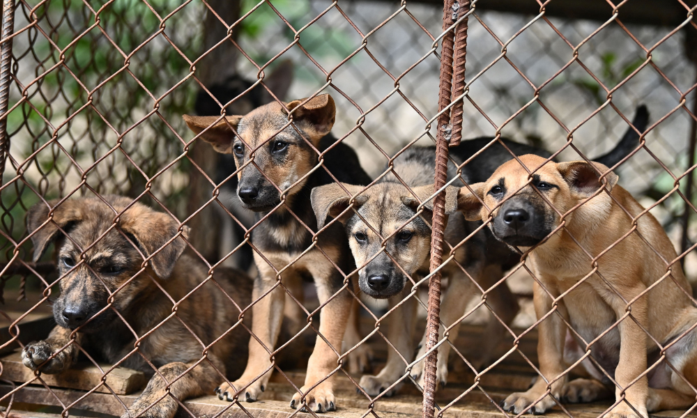 FOTO DE CIMA - Cães observam de uma gaiola em uma fazenda de cães e matadouro na província de Thai Nguyen, em 3 de novembro de 2023. Mais de 40 cães, incluindo uma ninhada de filhotes de 10 dias, foram libertados de um matadouro no Vietnã em 3 de novembro, depois que seu dono abandonou o comércio de carne de cachorro. (Foto de Nhac NGUYEN / AFP)