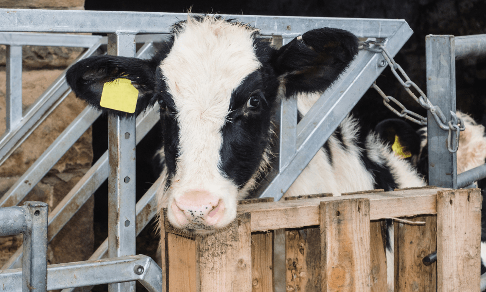 Bezerro