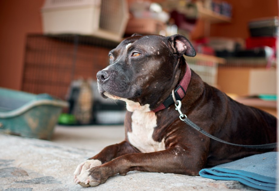 Pitbull branco e marrom sentado em um sofá