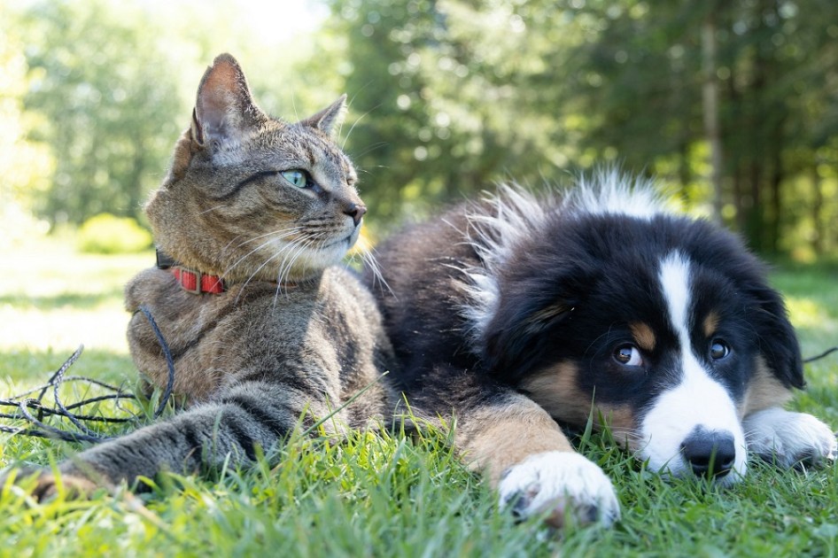 Gato e cachorro