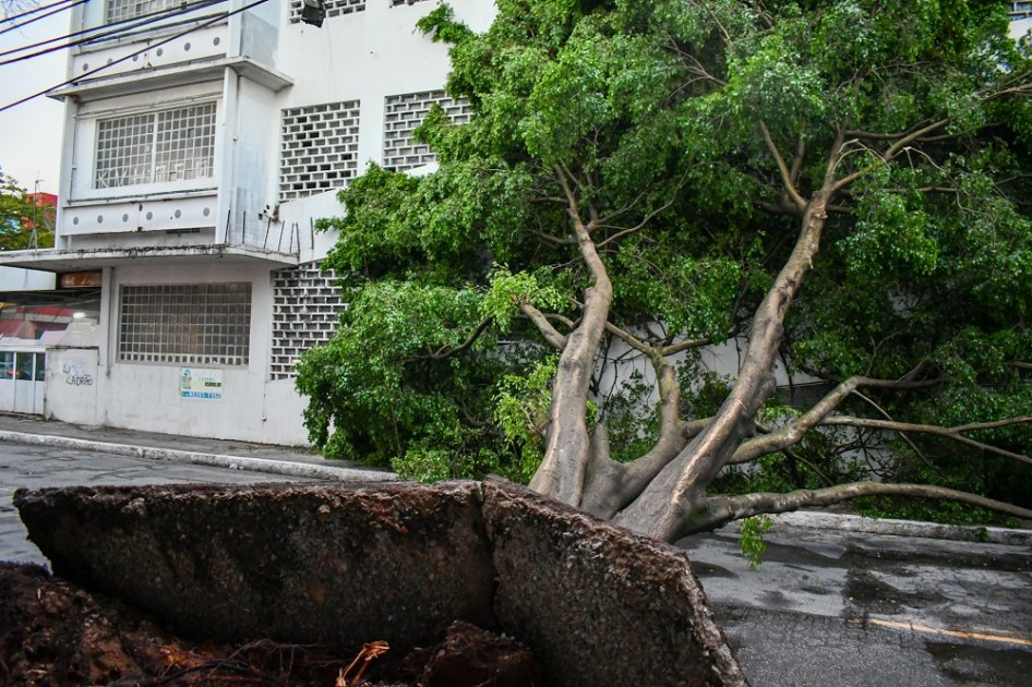 Diversas árvores caíram no bairro da Mooca, zona leste de São Paulo, durante o temporal que atingiu a cidade na tarde de sábado