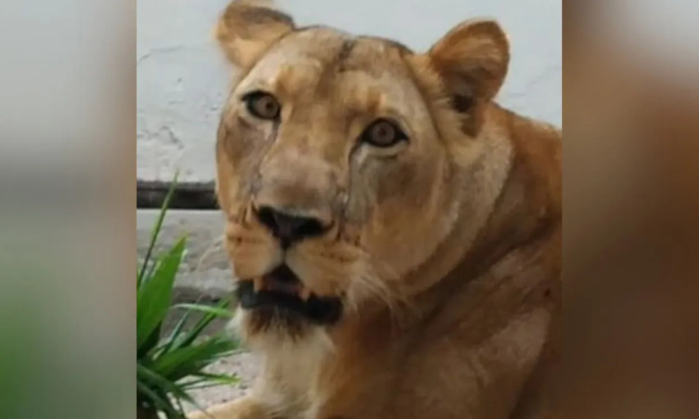 Leoa Leona, envolvida na morte de um homem na Paraíba, não será submetida à eutanásia