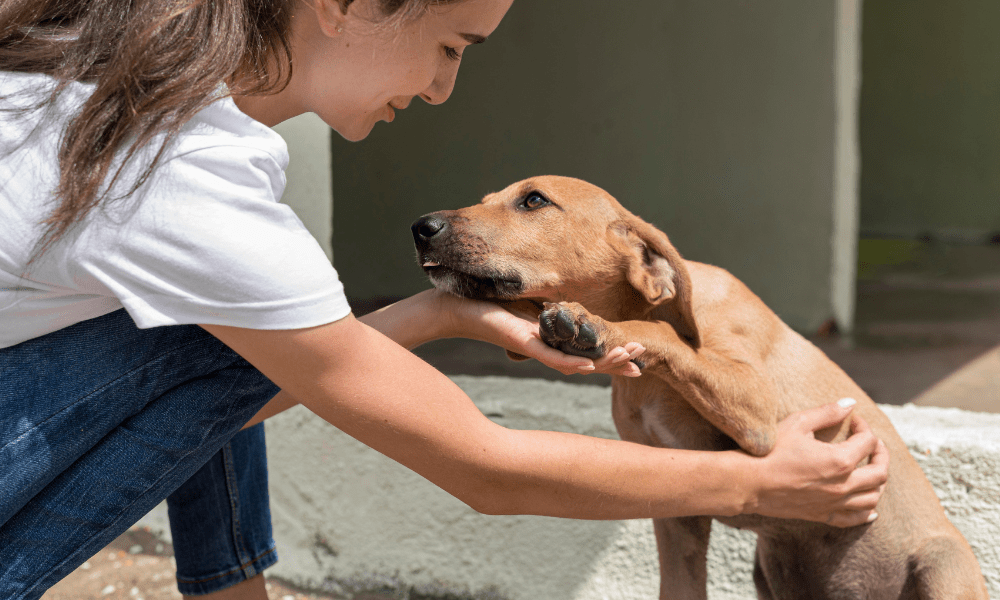 cachorro resgatado abrigo