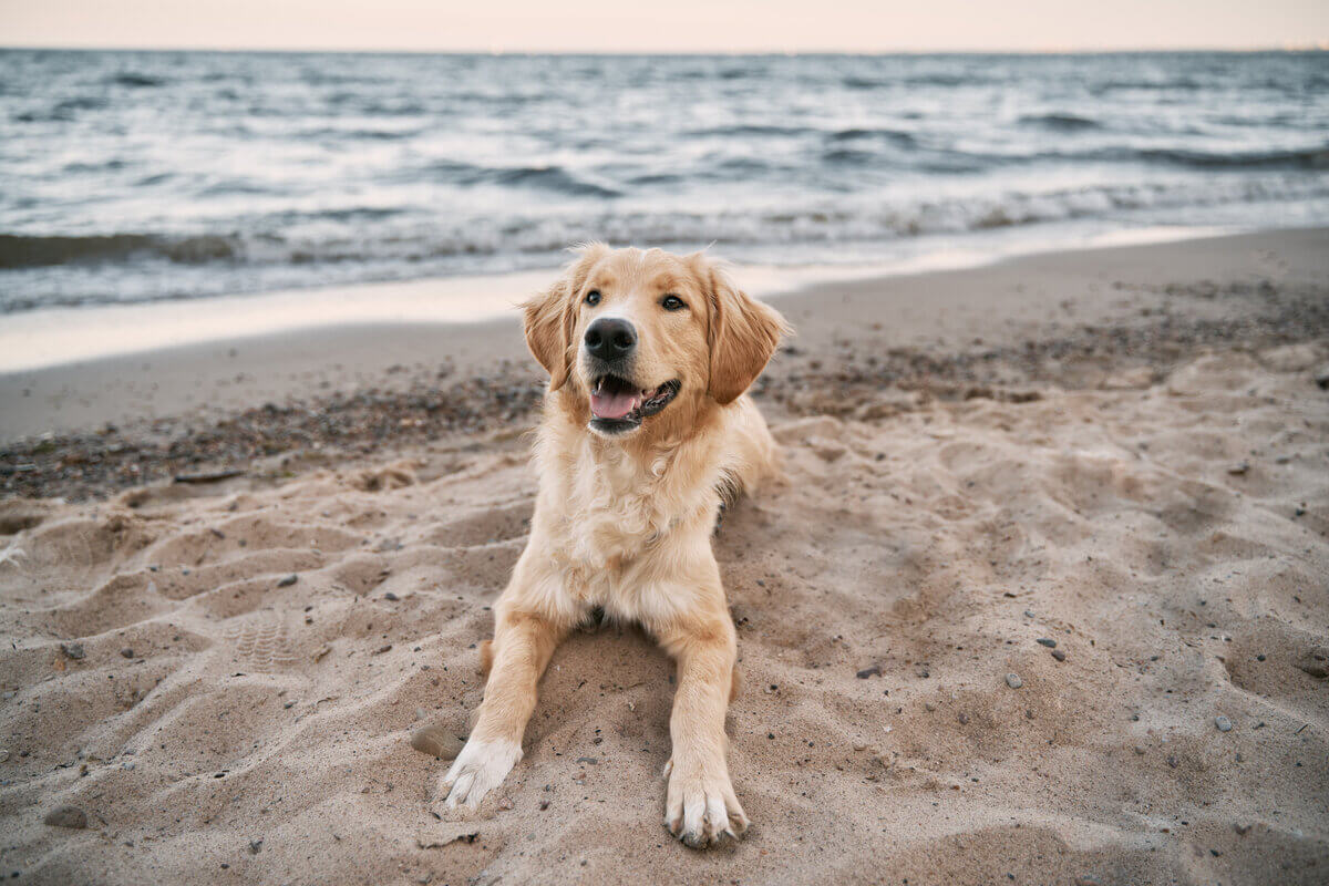 Guia de praias pet friendly em SP: regras de acesso e som