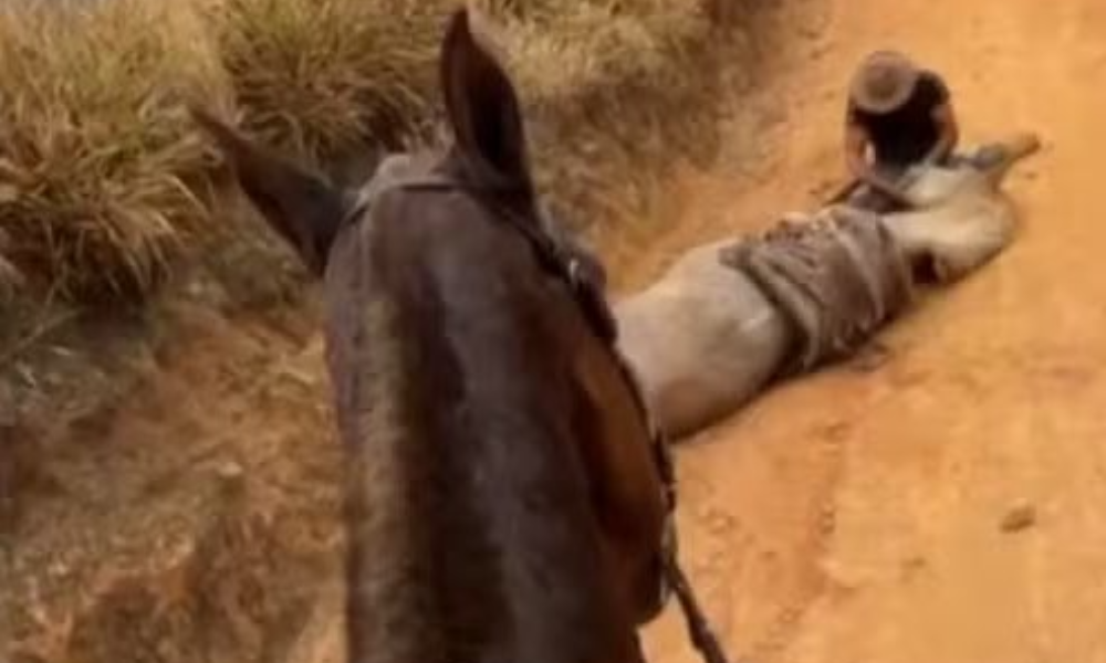 Cavalo sofreu maus-tratos antes mesmo da mutilação, diz entidade