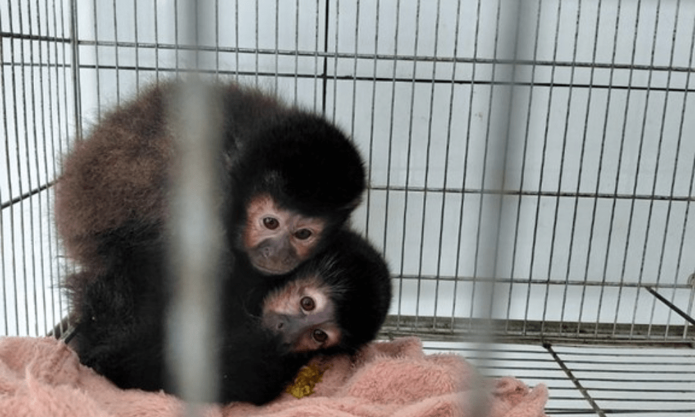 Macacos-prego retirados de criadouro embargado em Xanxerê (SC) - Foto: Divulgação/Ibama
