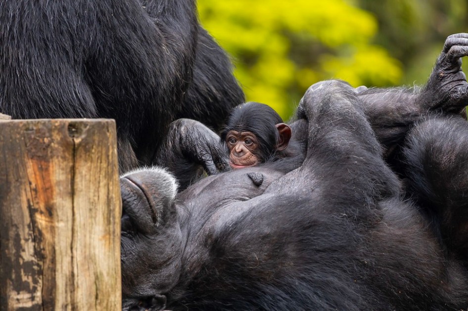 Macaco filhote do Zoológico de SP no colo da mãe