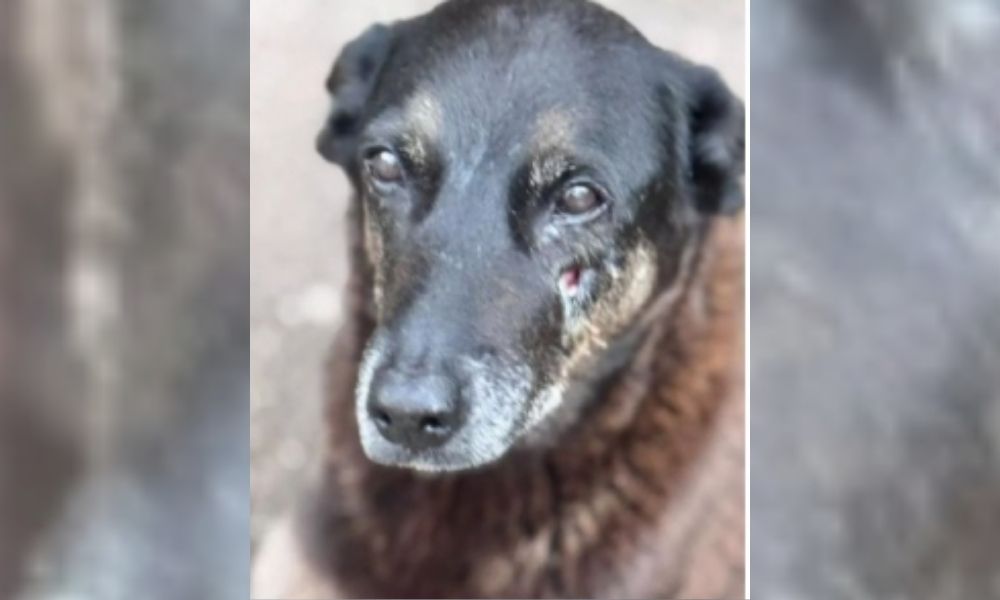 Por que o cachorro Orelha nos une?