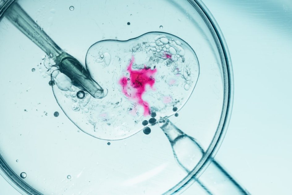 fertilização in vitro