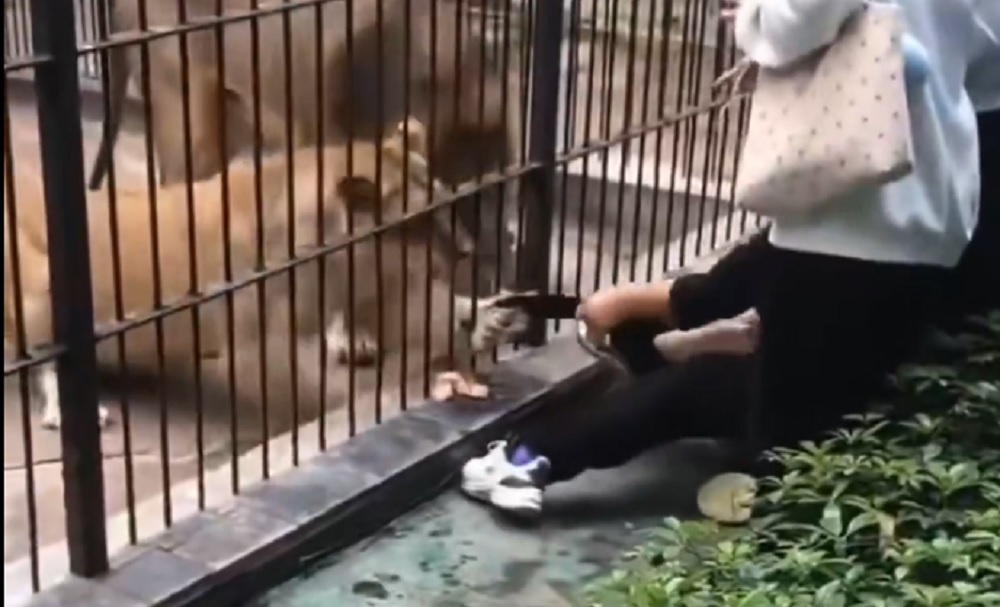 Leoa na China pega perna de criança