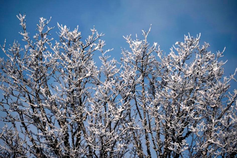 geada cobre os galhos de uma árvore durante um dia frio
