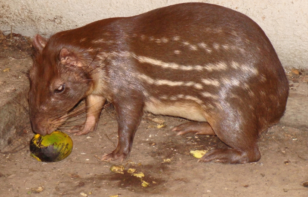 Paca