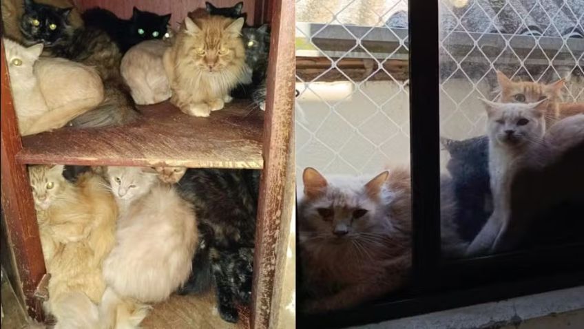 Polícia de SC investiga mulher que mantém cerca de 400 gatos em apartamento