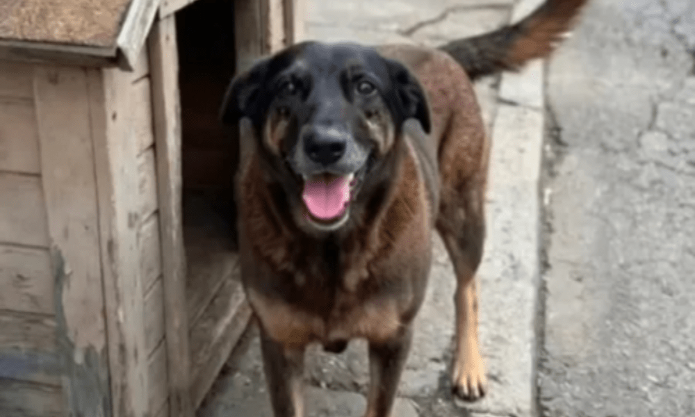 Cão Orelha