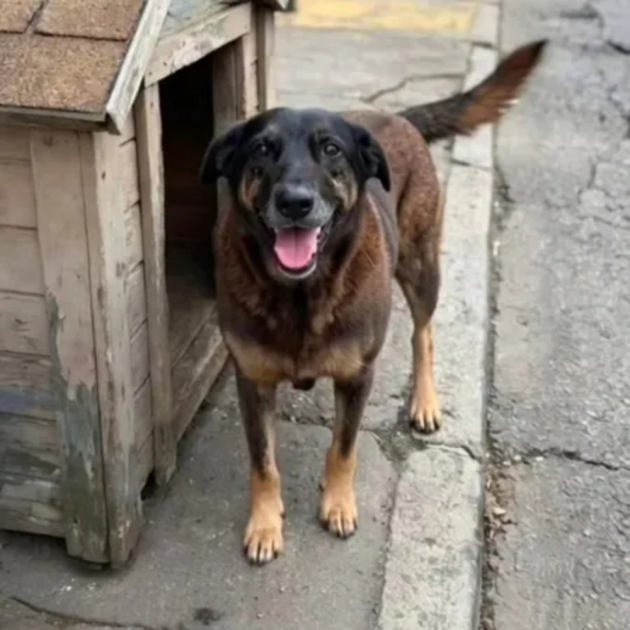 Cão Orelha