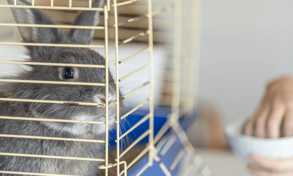 O que é preciso saber antes de adotar e como montar a gaiola ideal para um hamster