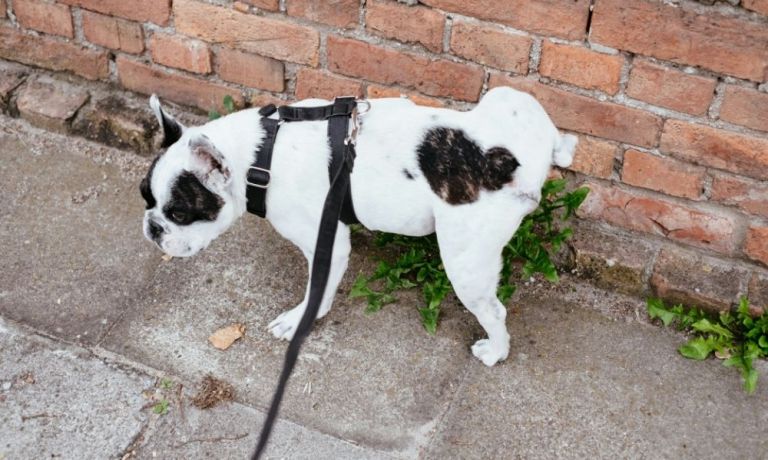 cachorro fazendo xixi