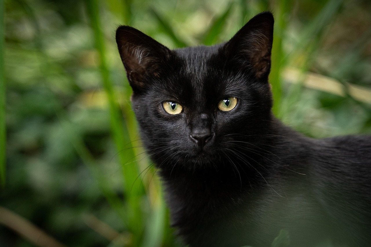 Como proteger gatos pretos de maus-tratos e garantir a segurança deles dentro de casa