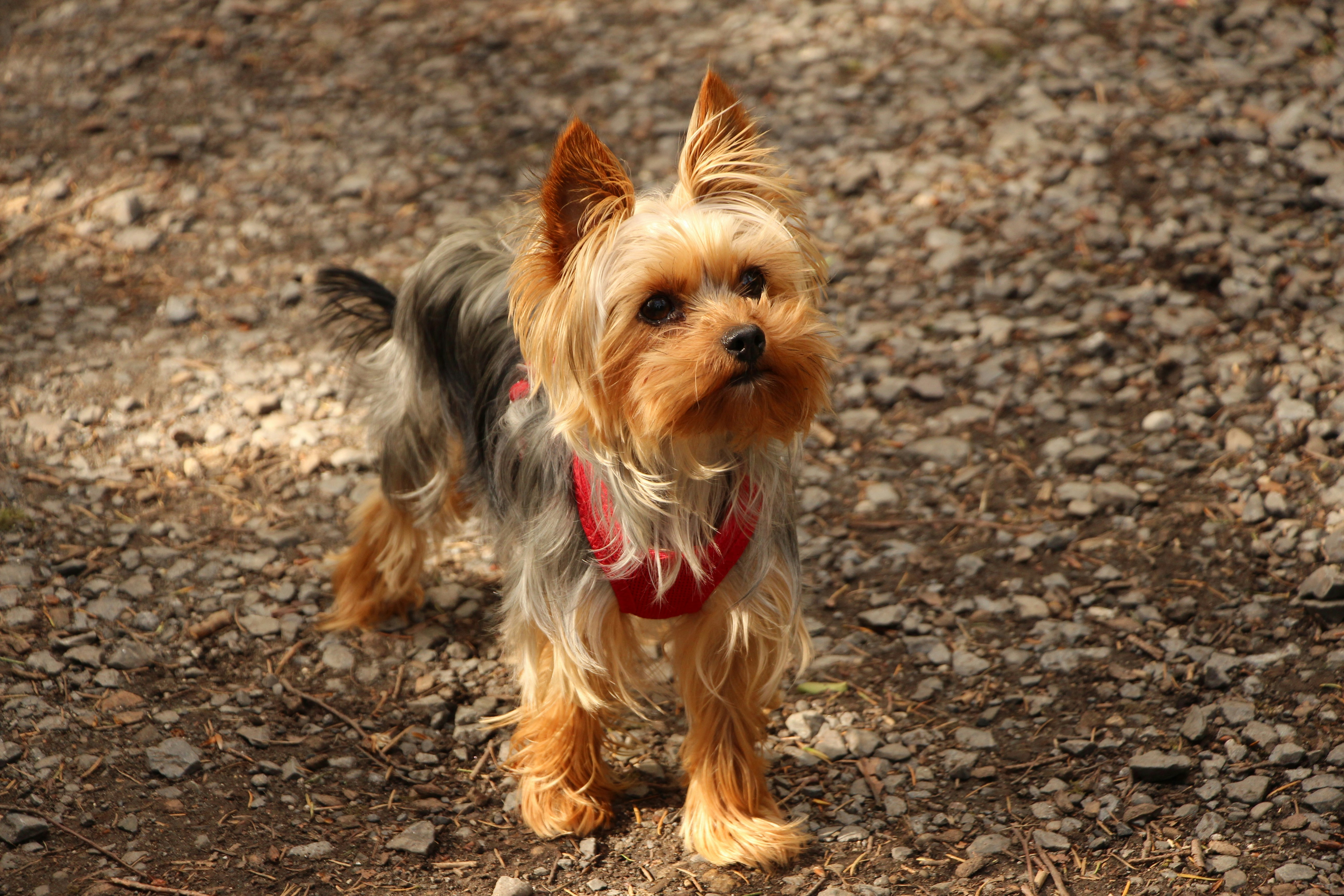 Como cuidar da pelagem do Yorkshire Terrier: passo a passo para manter o pelo brilhante e saudável