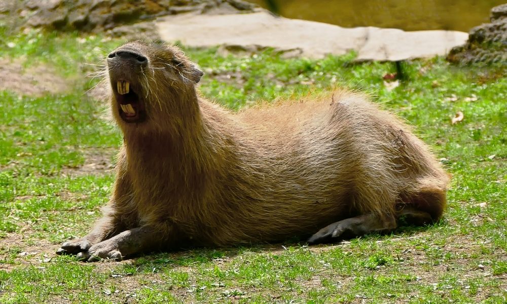 Capivara escondida em moita ataca cachorro durante passeio no interior de SP