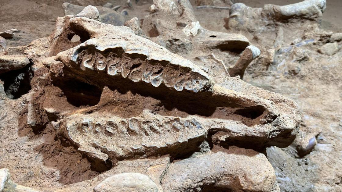 Esqueletos de rinoceronte encontrados em Barcelona